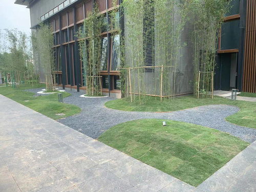 黄埔区知识城园林绿化工程 专业团队60天高效竣工记