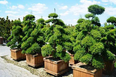 园林绿化工程施工 引领绿化行业趋势的关键引擎